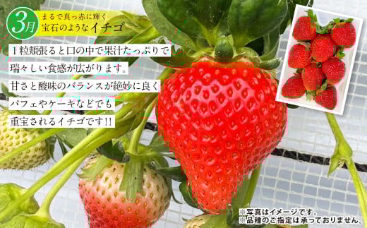 【年4回定期便】熊本の魅力たっぷり、特別な定期便 熊本県産 ミニトマト 約3kg イチゴ 250g×2パック 約500ｇ 大玉トマト 約3.5㎏ メロン 2玉【2026年2月上旬発送開始】4種 フルー