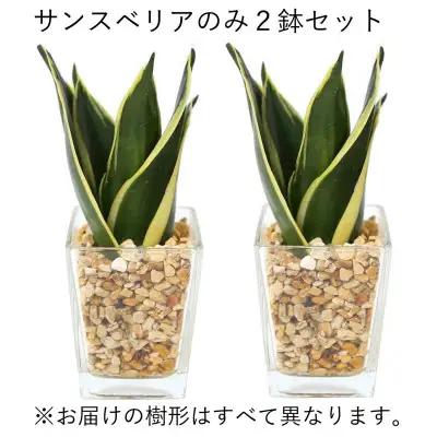 【観葉植物】土を使わないで清潔なミニ観葉植物 ゼオライト植え・ガラス鉢 スクエア形 2鉢セット（サンスベリア）【観葉植物 インテリア 部屋 おしゃれ 福岡県 筑前町 送料無料 AG049VC02】