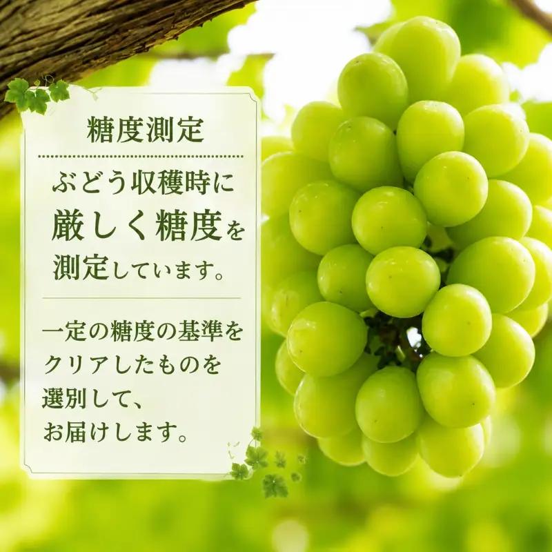 【2026年先行予約】岡山県産シャインマスカット ご家庭用 1.8kg~ 糖度測定 / ぶどう 岡山 真庭市 シャインマスカット 果物 贈答 人気 産地直送 国産 数量限定【bfyd001】 