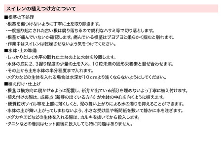 はじめての熱帯性睡蓮栽培セット（オーガストコーチ(青)1株、おまかせ水辺植物3種、あぜなみ等）《説明書付》