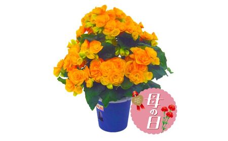 【先行予約】 母の日に！ リーガスベゴニア 5号 黄色 2026年5月から順次発送 オンライン決済限定 花 花