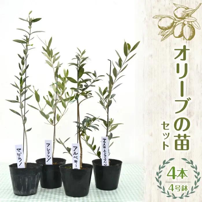【ハーブショップYOU'樹】『ハーブとの出会いから約50年。山梨県唯一の「地域特産物ハーブマイスター」が育てるハーブ苗』【おまかせセット】オリーブの苗セット 4号鉢 4本 SWBE003
