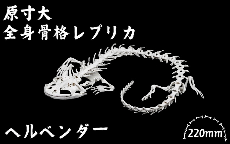 全身 骨格 レプリカ ヘルベンダー 原寸大 / 標本 コレクション プラモデル 実物大 動物標本 骨格 オオサンショウウオ フィギュア インテリア 模型 動物 両生類 爬虫類 博物館 頭蓋骨 ミニチュア オブジェ 3D プリント【anf949-gns-hel】