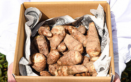 やまがた伝統野菜 「子姫芋（里芋）」5kg 《土付き》 山形県産 令和7年産 【2025年11月中旬頃から順次発送予定】　018-B-MM038