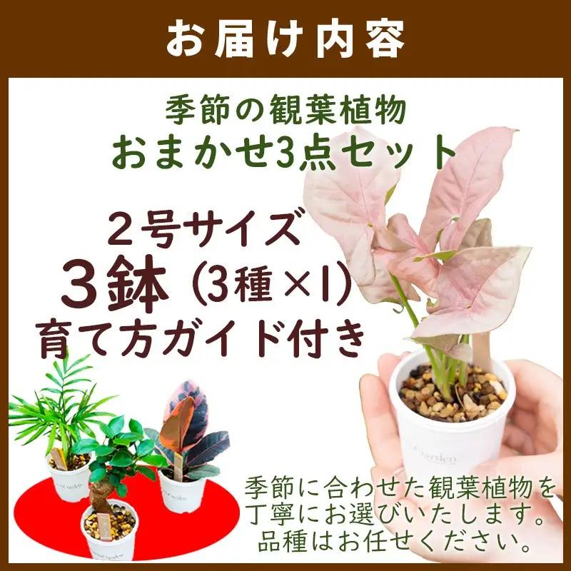 季節の観葉植物3点セット【発送可能時期：4月上旬～7月末、9月上旬～11月末】2号鉢