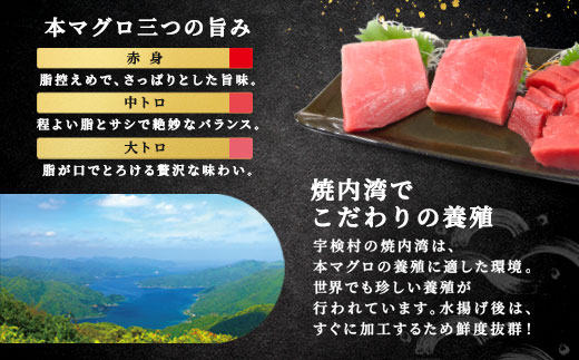 奄美大島 宇検村 本マグロ ( 大トロ 中トロ ) 400g 簡単 お刺身 セット 今が旬 柵 冷凍 宇検村産 鮪 まぐろ 海鮮 刺し身 さしみ 生食用 鹿児島県 奄美大島 宇検村