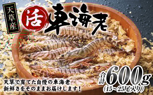 【配送指定日必須】天草産 活車海老 600g（15～25尾入り）【発送期間2025年11月5日から2026年3月31日】ご入金後から14日以降かつ配送期間内にて、寄付フォームの応援メッセージ欄に必ず配送希望日を記載ください