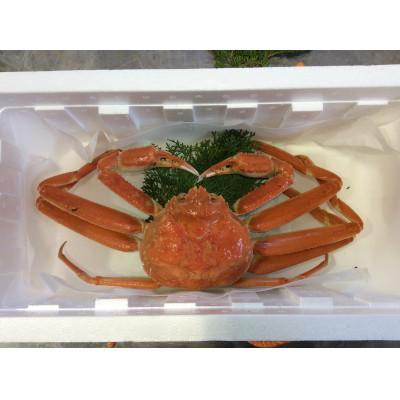 ふるさと納税 北栄町 鳥取県産　ボイル足折松葉ガニ特大(ボイル後900g〜1kgサイズ)　1枚