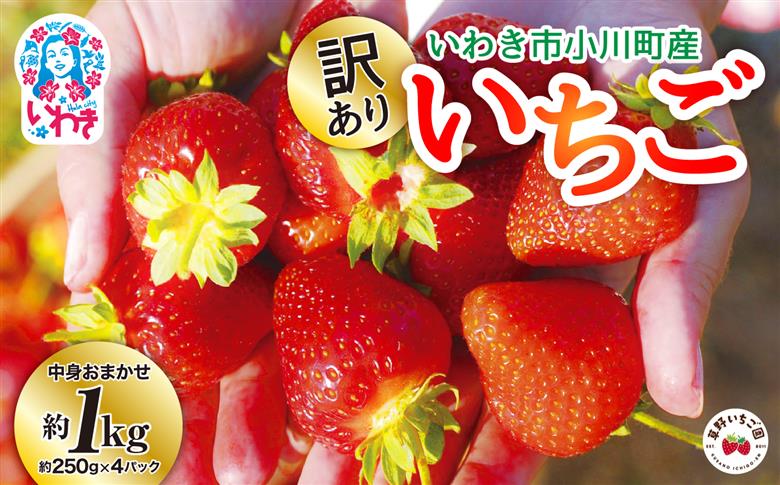 【産地直送】訳あり　いわき市産いちご　草野いちご園のいちごの詰め合わせ1kg（250g×4P）（中身はお任せ）