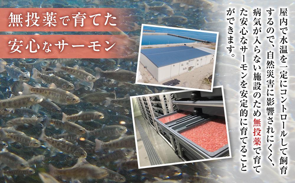 国産 琴浦グランサーモン刺身用　小分け500ｇ（3～5パック） 無投薬養殖で安心