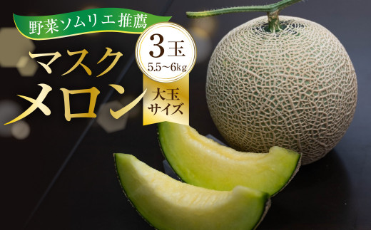 2027年先行予約【8月中お届け】 数量限定 野菜ソムリエ推薦渥美半島伊良湖潮風育ちマスクメロン3玉大玉サイズ(5.5～6キロ)カラーギフト箱入り  田原市 伊良湖産 ギフト プレゼント お取り寄せ 渥美半島 農家直送 送料無料