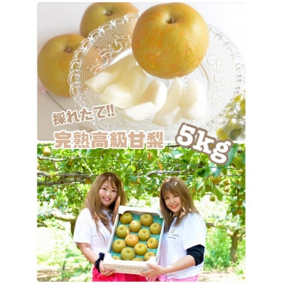 
            採れたて!とっても甘い　完熟梨!約5kg【1323736】
          