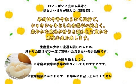 【予約受付中】【10月中旬～下旬より順次発送】【濱田農園】 新興梨 約5kg 【数量限定】
