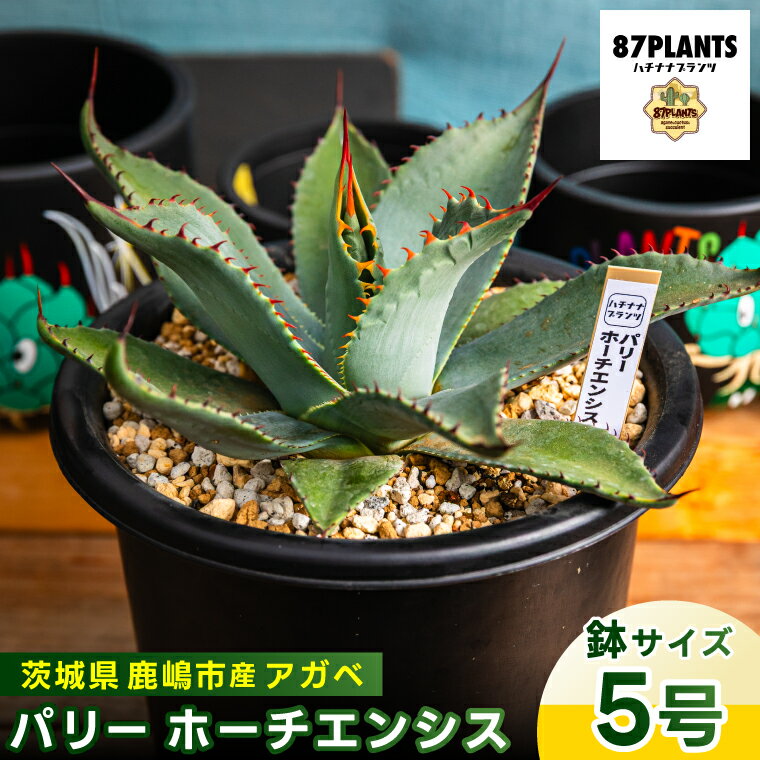 【ふるさと納税】鹿嶋市産 実生アガベ・パリー ホーチエンシス（吉祥天）5号鉢【アガベ パリー ホーチエンシス 多肉植物 鉢 茨城県 鹿嶋市 】（KCP-17）