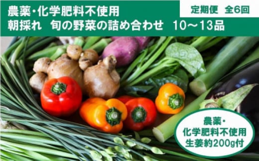 【全6回定期便】 土佐の太陽をいっぱいに浴びた旬の野菜と生姜約200gのセット「大」 (6回配送)【土佐野菜】 [ATBA015]