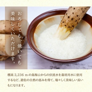 1323　長いも 2.5kg（2～3本）山形県遊佐町産