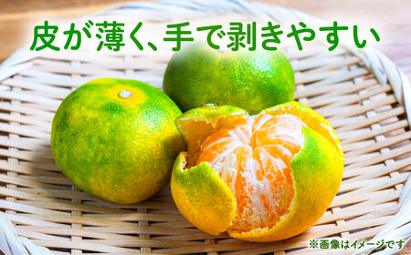 【先行予約】 極早生みかん 2S-2L 約10kg みかん 蜜柑 柑橘 フルーツ 果物 【日本フルーツ株式会社】[ZFJ055]