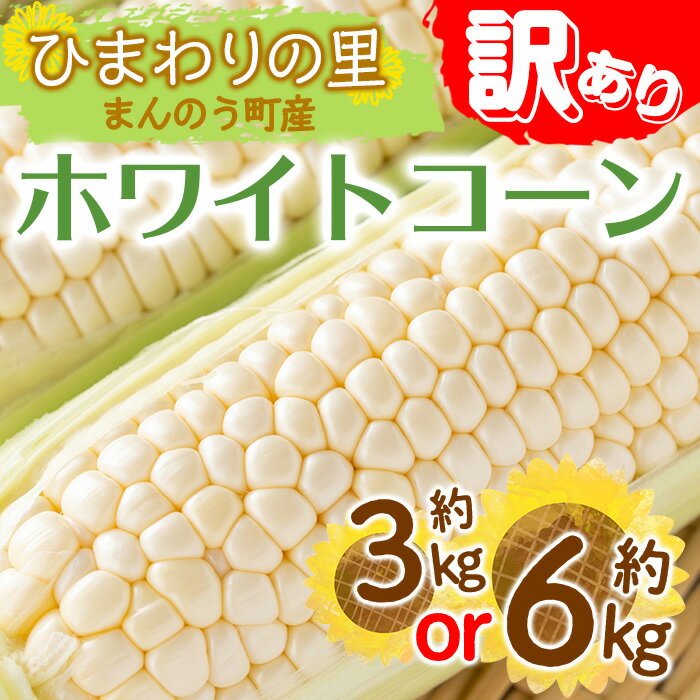 【ふるさと納税】＜先行予約！2025年6月上旬以降順次発送予定＞＜訳あり＞＜選べる容量＞ホワイトコーン(約3kg・約6kg) トウモロコシ とうもろこし 家庭用 訳あり お試し 産地直送 国産 野菜 コーン 産地直送 新鮮 香川県 冷蔵便【man109・man112】【Aglio nero】