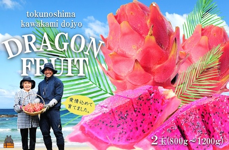 ～徳之島の川上さん親子が育てた～ドラゴンフルーツ（赤：2玉）（ 果物 フルーツ 旬 フレッシュ 南の島 南国 甘い 美容 太陽 世界自然遺産 こだわり 恵み 人気 自然 川上道場 夏 秋 冬 ）