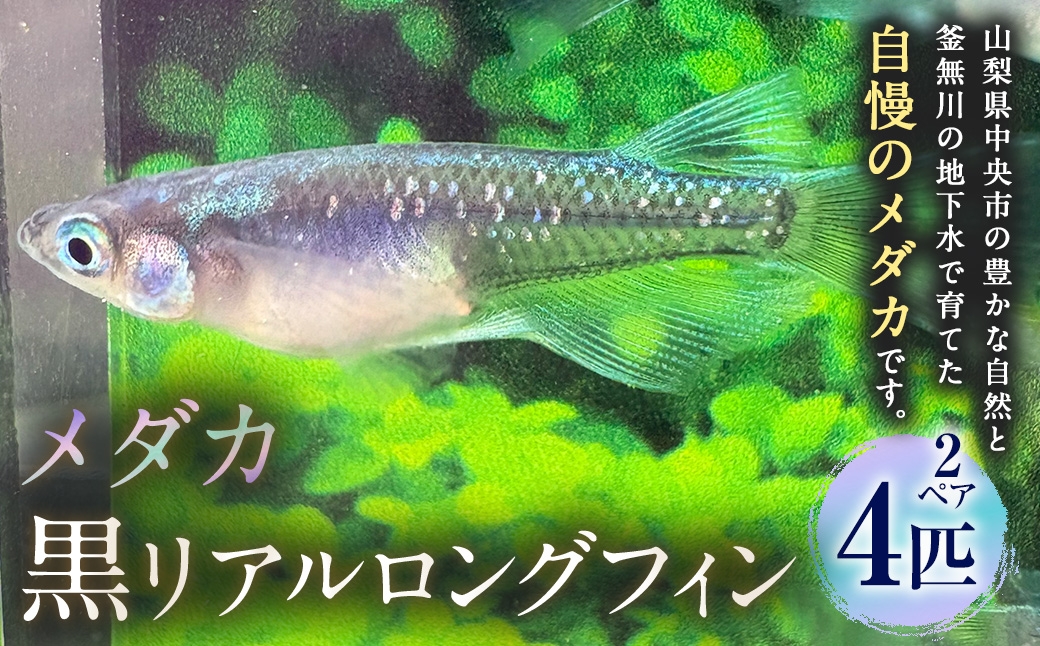 
                  メダカ 【 黒リアルロングフィン 】 2ペア 4匹 めだか 観賞魚 愛好家 魚 さかな インテリア 鑑賞 育成 飼育 淡水魚 川魚 生き物 生物 初心者
                