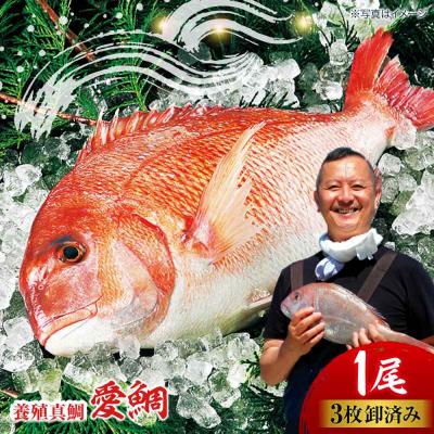 ふるさと納税 大洲市 【冷凍】国内上級 養殖 真鯛 『愛鯛』1尾(3枚卸済 フィレ2枚 お頭付き) [AGDA001]