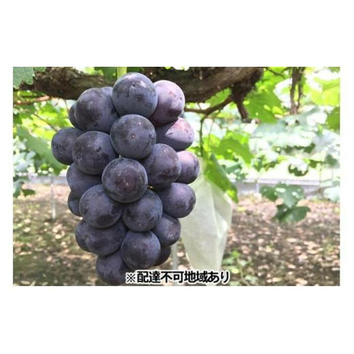 【ふるさと納税】＜選べる内容量＞岡山県産 贈答用ニューピオーネ 【2房（1房600g前後）・2kg（3～5房）】加温ハウス栽培 フルーツ ぶどう 葡萄 ひらた農園 2026年 | フルーツ 果物 くだもの 食品 人気 おすすめ 送料無料