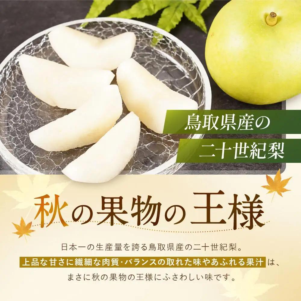 二十世紀梨 5kg 数量限定 鳥取県産 12～14玉 梨