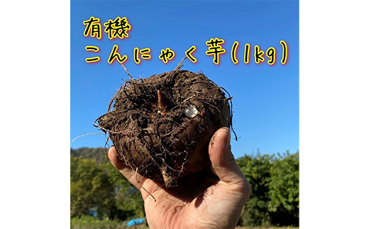 
                  有機こんにゃく芋(約1kg)(レシピ・凝固剤付き) F21K-398
                