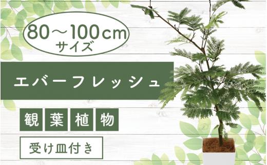 
4月上旬～発送【観葉植物】エバーフレッシュ80cm～100cm(鎌ヶ迫園芸場/014-1541) 南国鹿児島県で育った 観葉植物！植物 鉢付 インテリア 室内 オフィス おしゃれ プレゼント ギフト 開店祝い 移転祝い マイナスイオン【配送不可地域：北海道・沖縄県・離島】
