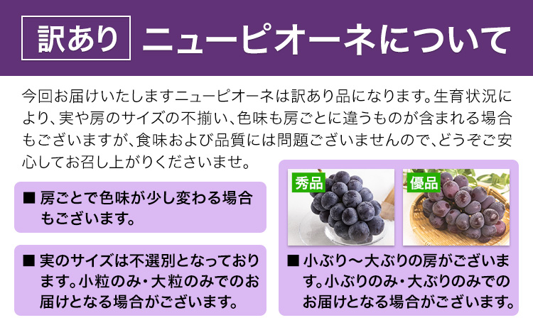 【先行予約】訳あり ニューピオーネ 約1.2kg 2房 葡萄 果物 秋旬 訳あり 優品 厳選出荷 スイーツ フルーツ デザート 岡山県 浅口市《2025年9月中旬-11月上旬頃出荷》ブドウ ぶどう ご