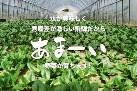 【11月中旬～12月下旬発送】2回定期便 旬の冬野菜定期便 雪国飛騨の美味しい冬野菜セット 3種類以上 大根 キャベツ 赤かぶ ほうれん草 春菊 ブロッコリー さつまいも 白菜 野菜 産地直送[Q14