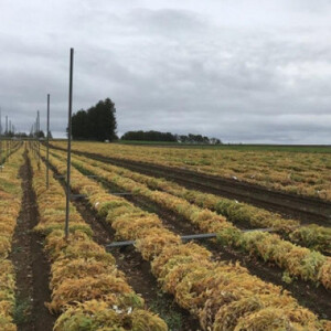 北海道十勝帯広産 ながいも 10kg【配送不可地域：離島】【1497185】