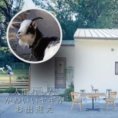 大阪・和泉市のヤギがいる隠れ家カフェ【FILNE】 特製ランチ＆極上スイーツお食事券5000円分【1743349】