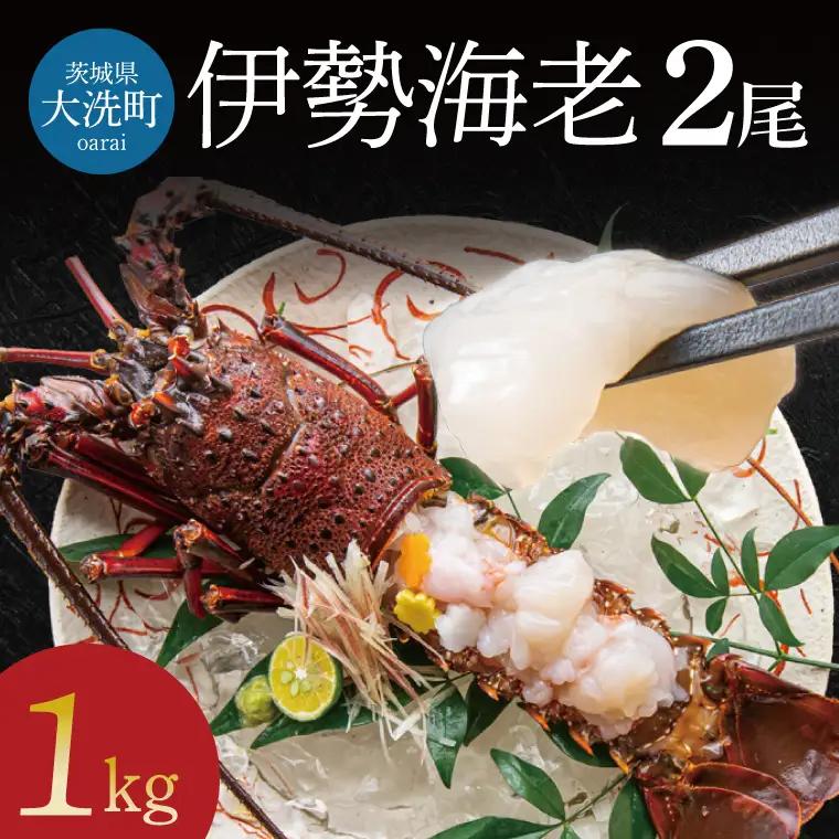 生冷凍 伊勢海老 2尾 1kg _AP031