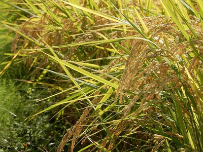 大和五條の「ゆめ野山米」 ヒノヒカリ 精米 10kg （5kg×2袋） | コメ 米 こめ 精米  ヒノヒカリ もちもち 奈良県  五條市