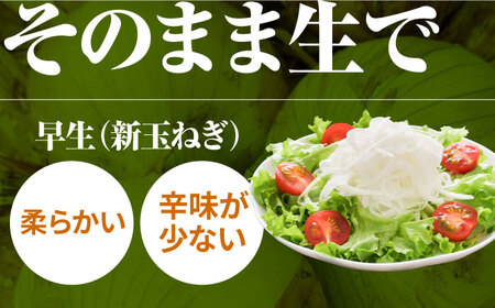 【2回定期便】牛丼コンビ！牛肉と玉ねぎの定期便 / 切り落とし 玉葱 新玉 早生 晩生 牛丼 すき焼き [IZZ031]