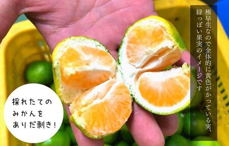 訳あり 極早生 箱込 5kg (内容量約 4.4kg) サイズミックス 有田みかん 和歌山県産 【みかんの会】