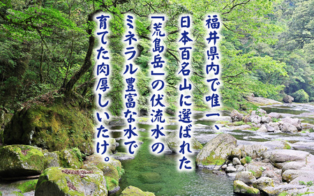 菌床肉厚しいたけ（福井県大野市産）500g[A-003018]