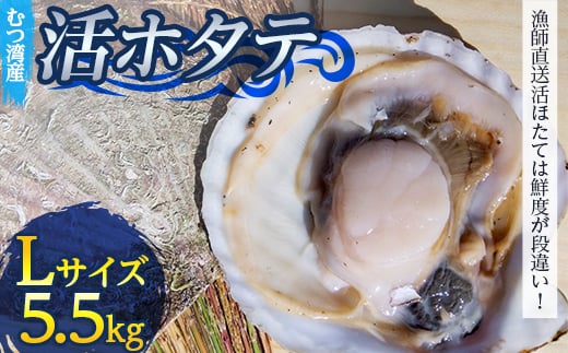 
むつ湾で獲れた活ホタテ Lサイズ 約5.5kg【活ほたて本舗】 ホタテ ほたて 帆立 活ホタテ 生ほたて 生ホタテ 刺身 殻付き 海鮮 新鮮 貝 貝柱 魚介 青森 青森県 東北 むつ湾 陸奥湾 海鮮 BBQ バーベキュー キャンプ F21J-084
