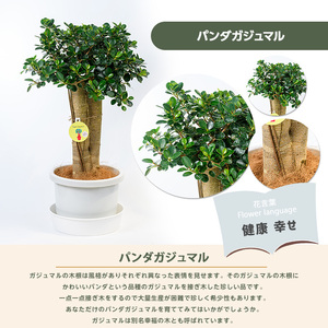 1月上旬～発送【観葉植物】パンダガジュマル10号リン鉢(前園植物園/110-1448)南国鹿児島県で育った 観葉植物！植物 鉢付 インテリア 室内 オフィス おしゃれ プレゼント ギフト 開店祝い 移
