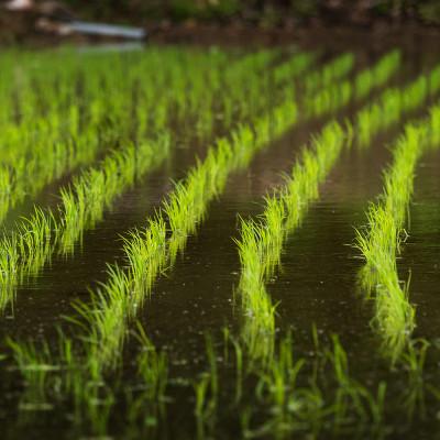 ふるさと納税 尾花沢市 【令和8年産】先行受付 新米 無洗米10kg(5kg×2袋) 棚田米『雪きらり』尾花沢市中刈産 |  | 02