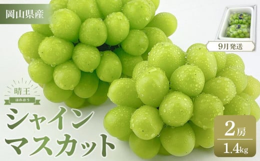 
            【2025年9月以降発送】岡山県産 シャインマスカット 晴王 2房 約1.4kg  種無し 皮ごと食べる 旬の美味しさ　フレッシュ 先行予約　ハレノフルーツ | フルーツ 果物 くだもの ぶどう ブドウ シャインマスカット 晴王  種なし 皮ごと フレッシュ 国産 岡山県産 食品 人気 おすすめ 送料無料 ギフト 贈り物 贈答品 プレゼント シャインマスカット 晴王
          