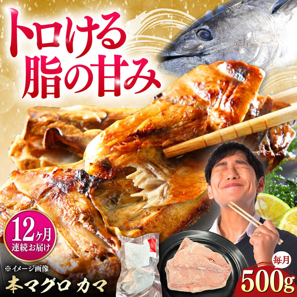 【ふるさと納税】【全12回定期便】対馬産 本マグロ カマ 500g ≪対馬市≫【桐谷商店】 トロの華 対馬 新鮮 マグロ かま 鮪[WAQ094]