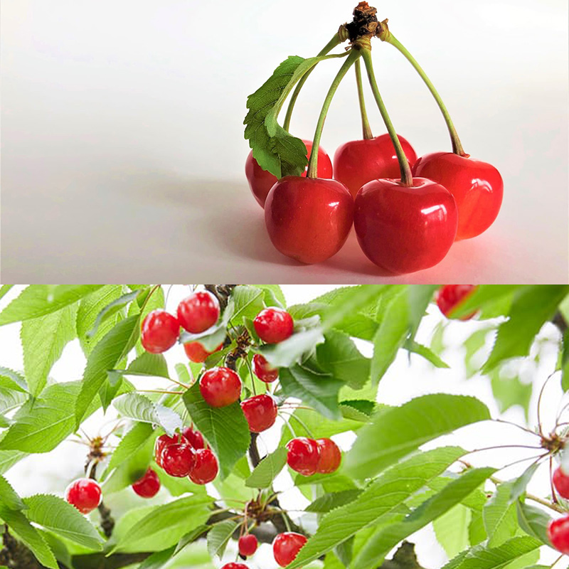 山形さくらんぼ (祝)栽培150周年記念！佐藤錦 360g（180g×2パ