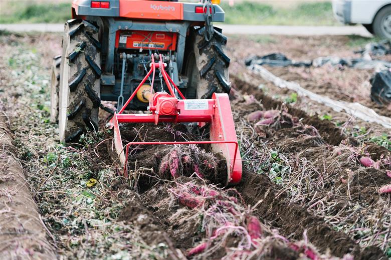 焼き芋 クロワッサン 八千代町産 さつまいも 紅はるか使用 パン お菓子 スイーツ デザート 芋 いも 焼いも ふるさと納税 8000円 濃厚 NONAKA HIROSHI FARM [DF001ya