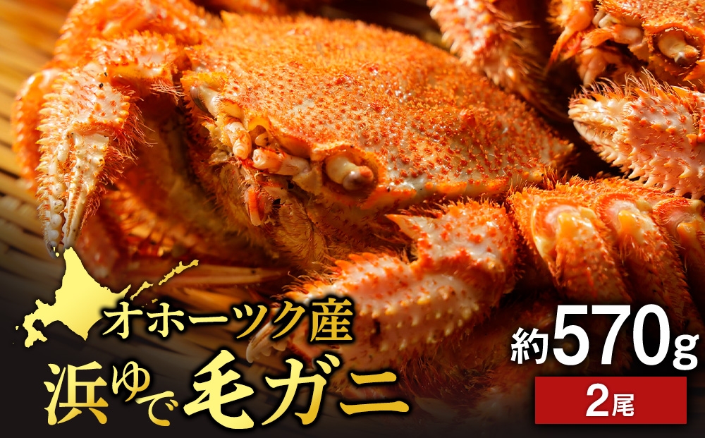 
                  浜頓別産 ボイル毛蟹　約570g　2尾
                