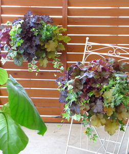 C052 宿根草 「ヒューケラ 花うるる ハンギング 寄せ植え」Mサイズ(多年草 ドルチェ カラーリーフ 寄植え ハンギングバスケット 春 夏 秋 冬 屋外 玄関 おしゃれ ギフト ガーデニング 誕生