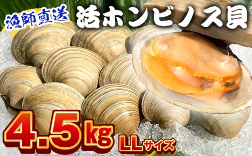 漁師直送！活ホンビノス貝4.5kg（LLサイズ）　ホンビノス 貝 白はまぐり 大あさり 浜焼き BBQ バーベキュー アウトドア キャンプ 漁師直送 産地直送 魚介類 海鮮 貝 シーフード クラムチャウダー スープ パスタ 天ぷら 酒蒸し 千葉県