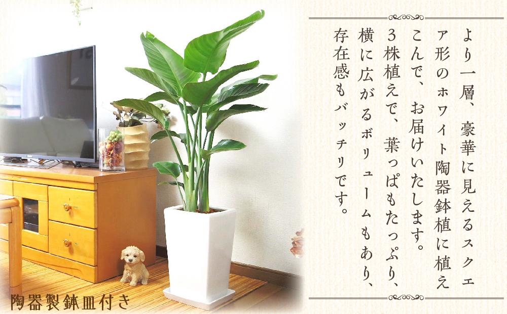 【観葉植物】オーガスタ 8号 ホワイトスクエア陶器鉢SW 土の表面:ウッドチップ ｜観葉植物 インテリア 部屋 おしゃれ 福岡県筑前町 送料無料