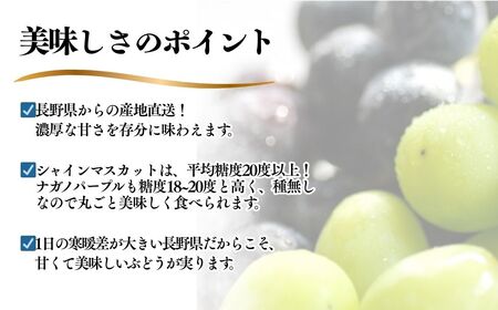 【2025年先行予約】 シャインマスカット ＆ ナガノパープル 詰め合わせ セット （各約500g/計約1kg）｜シャインマスカット シャインマスカット シャインマスカット シャインマスカット シャイ